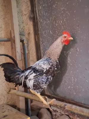 ‏دجاج‏1