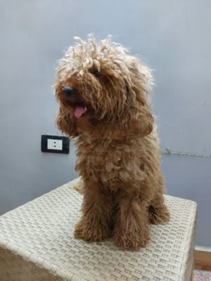 Toy poodle female