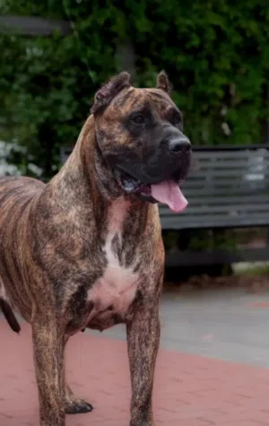 بريسا كناريو ..متوفر جرو انثى بريندل ..جميع اللقاحات اللازمه وجرعه الدود ومايكروشيب التسليم في عياده