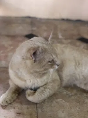 قط شيرازي...