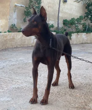 كلب دوبرمان للبيع او بدل على نفس المستوى