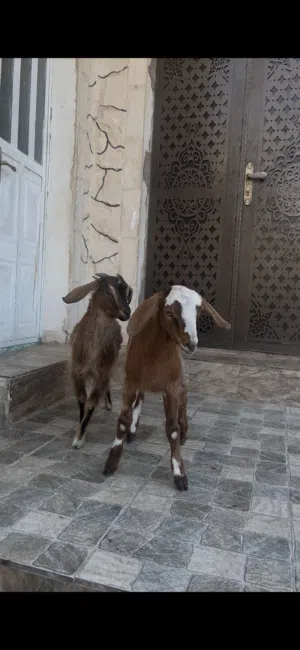 سخله وجدي نحب اول