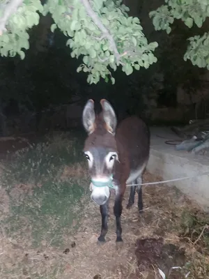 Donkeys3