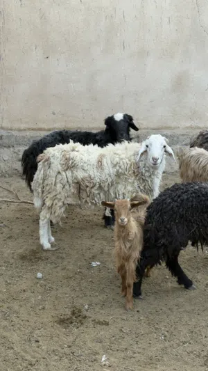 للبيع جدي جبلي و كباش نجديات