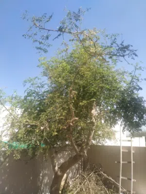 very long moringa drumsticks seeds. 50cm to 120cm long.