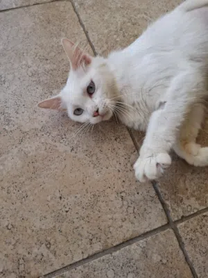 British & Persian Breed - Adoption