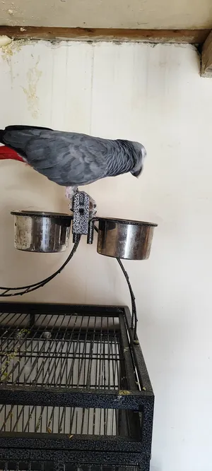 Parrots0