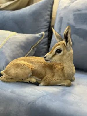 غزال ريم عمر شهر