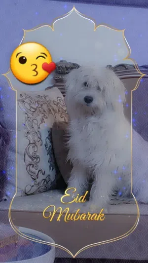كلب لعوب ذكر عمرو سنه