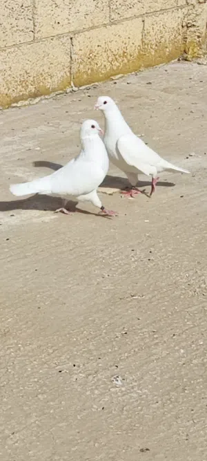 حمام فرنسي لاحم جامبو