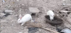 للبيع دجاج مع بطوط