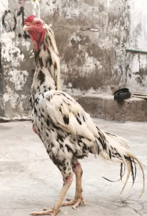 فقط ب 35 وبي مجال ديج هندي يخبل