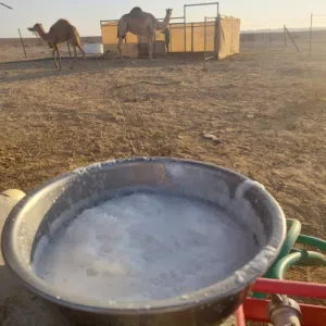 ناقة عزوف للبيع