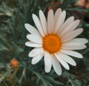 رنا محمود عبد الحفيظ 