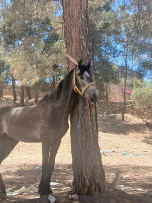 حصان للبيع العمر 4 سنوات