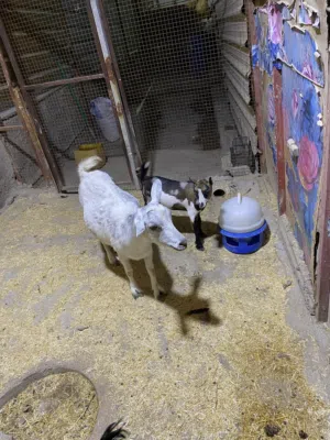 السلام عليكم صخله مكس اصليه حامل اسبوع او اقل من اسبوع وتجيب وياها فحل بلجيكي اصلي عمره 5 اشهر