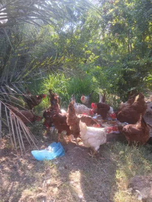 دجاج رود للبيغ