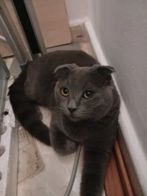 Scottish gray cat 6 months old for sale