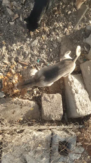 للبيع كلاب صغيره للمزارع والعزب