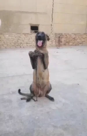 نتايه مالينو شربوني منتجه من الدرجه الأولى  داخله علي جواز قريب ان شاءلله مدربه طاعه وحراسه قويه جدا