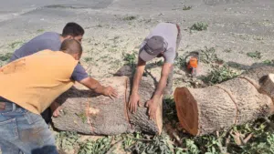 قص الاشجار وتقليم الاشجار وتنسيق الحدائق