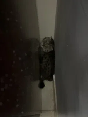 قطو سكوجفولد ذكر