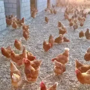 عابر سبيل 