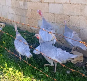 بيض حبش بلجيكي الالمنيوم الصافي البزره الاصليه