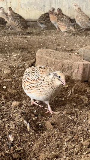 سمان (صفارد)  الثلاثة بريال  الكمية محدوودة الوصف مهمممم جداً