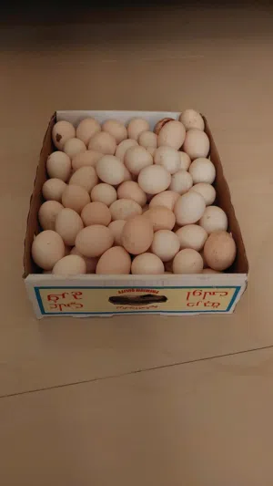 بيض دجاج و بط و حليب ماعز للبيع  Chicken and duck egg and goat milk for sale