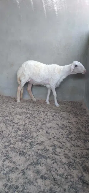 حولية هجين صوف للبيع