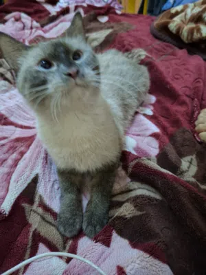 قطة سيامي بيور