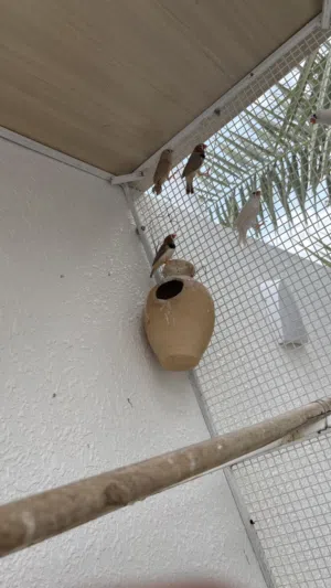 زيبرى هولندي جامبو