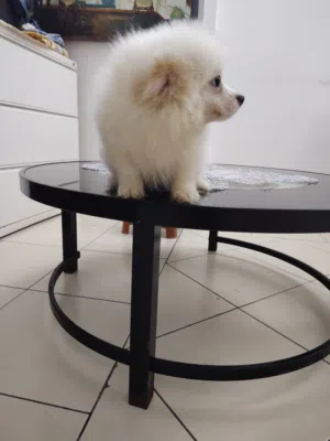 Pomeranian puppies