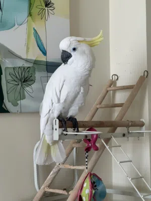 Sulphur Crested Cockatoo Triton