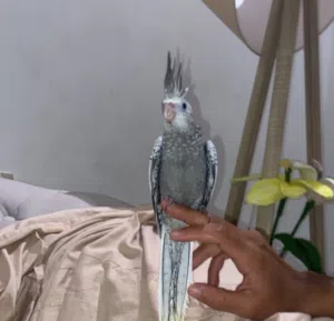 لؤي يحيى الشريف 