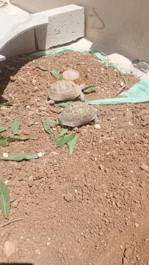 سلاحف للبيع