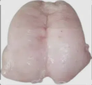 لية خاروف بلدي طازج يومي والكميات كبيرة متوفرة من 5_ 200 كيلو يومي  وخرفان بلدية ذكر وعابوروزن 20_27