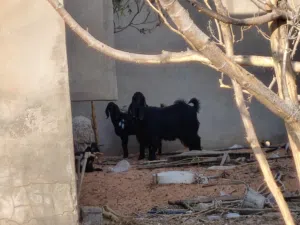 جدي للبيع العمر سنه ونص