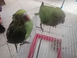 60 bd 2 Green baby parrot for sale healthy and active friendly ready for taming
