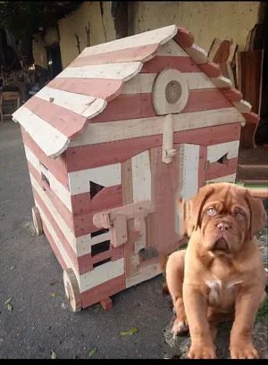 بيوت ضيافه آمنة للكلاب جميع المقاسات من أجود أنواع أخشاب الأشجار الطبيعية التي تقاوم الماء