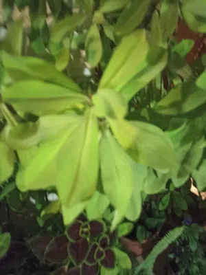بيع بسعر الجمله قوارير ونباتات داخليه وخارجيه للبيع