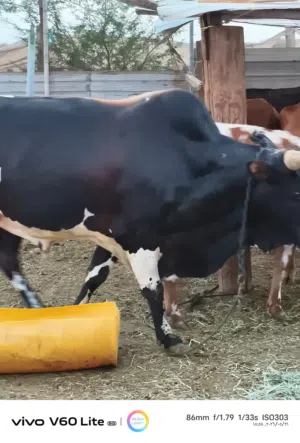 ثور سمين معروض1300ريال