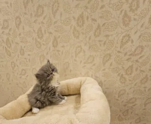 Peke face kitten بيكي فيس
