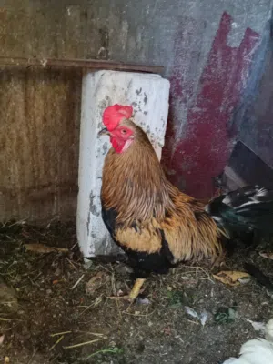 ديج عرب بصحه جيده