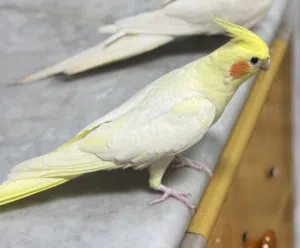 Young cockatiel for sale