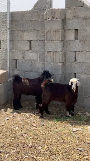 للبيع تيوس ...