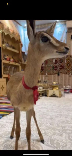 للبيع غزال الدماني