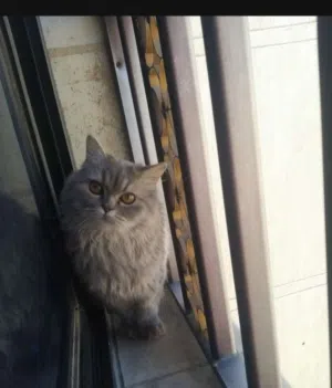 قطه للتبني
