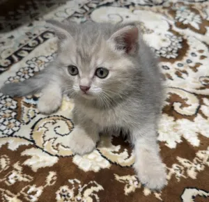 قطط مكس سكوتش فولد+سكوتش ستريت